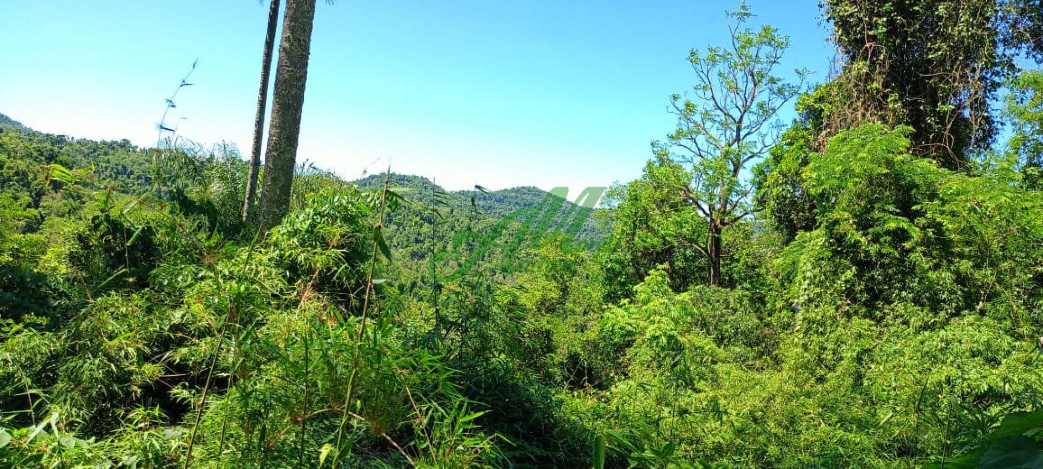 Venta Lote 5.835has. para Reforestacion y Bonos de carbono San Pedro Misiones 
