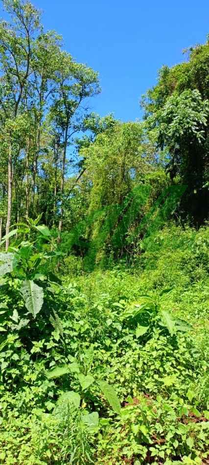 Venta Lote 5.835has. para Reforestacion y Bonos de carbono San Pedro Misiones 