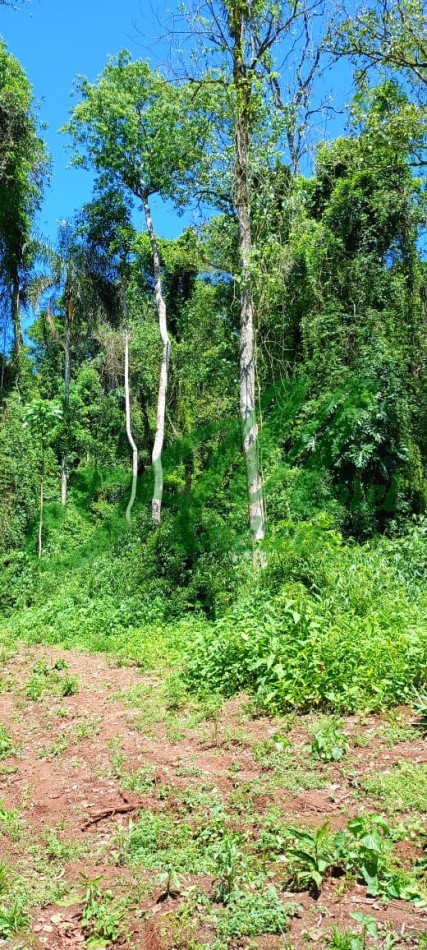 Venta Lote 5.835has. para Reforestacion y Bonos de carbono San Pedro Misiones 