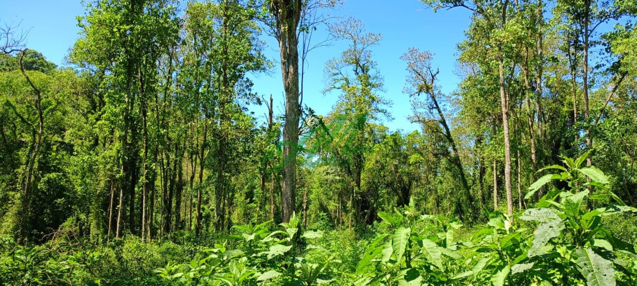 Venta Lote 5.835has. para Reforestacion y Bonos de carbono San Pedro Misiones 