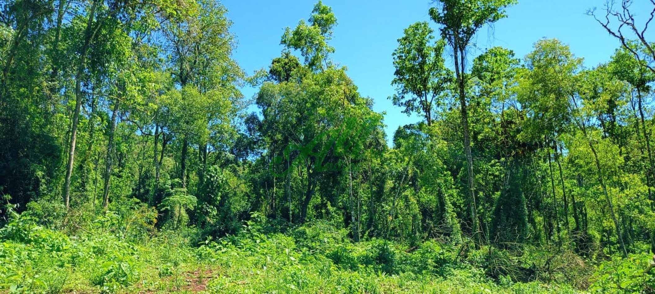 Venta 890 hectareas para Reforestacion y Bonos de carbono Misiones 